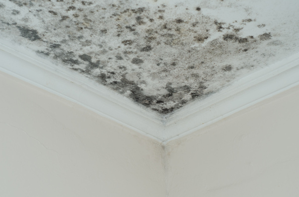 Black mould growth on bathroom ceiling showing typical development patterns